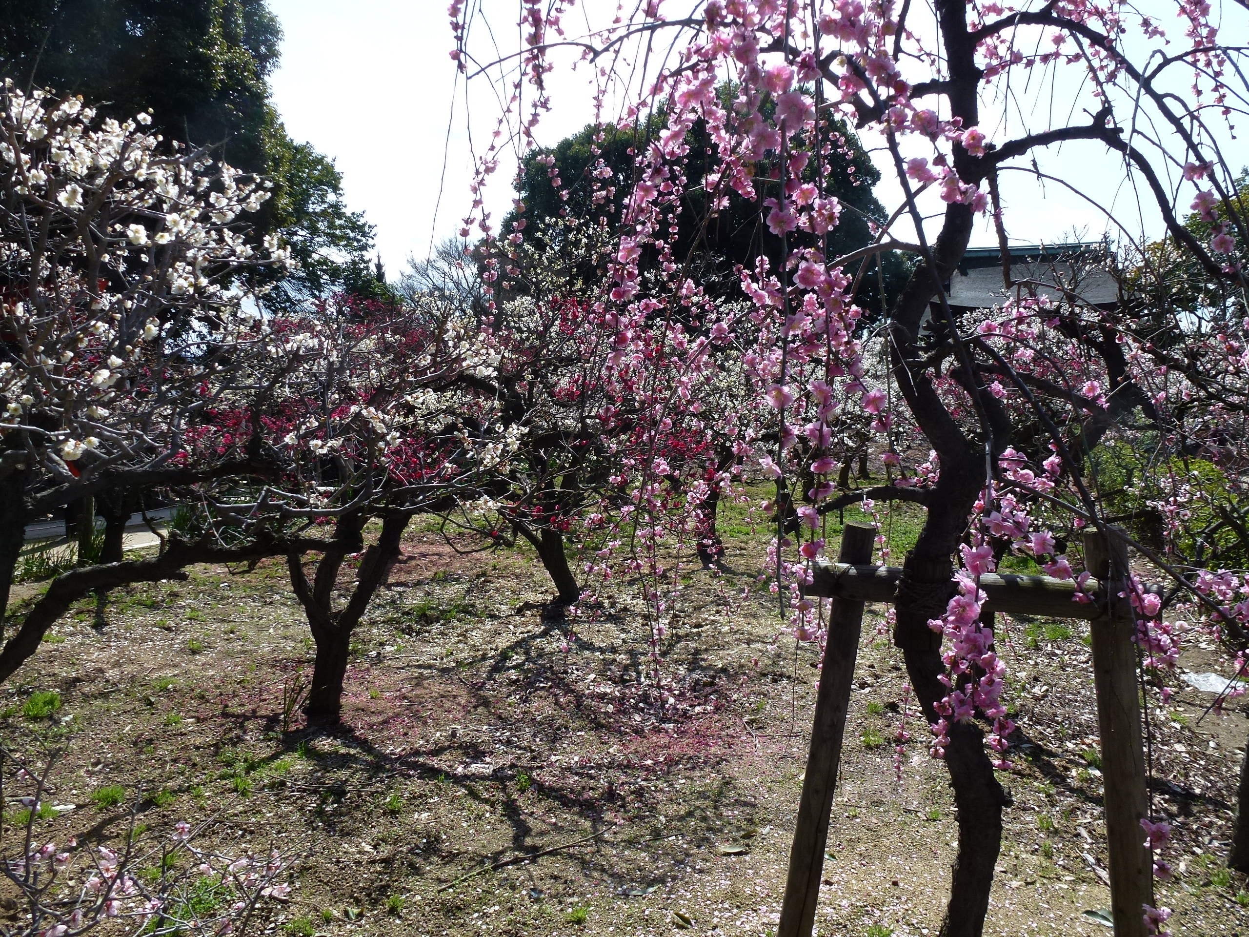 P1030848.JPG