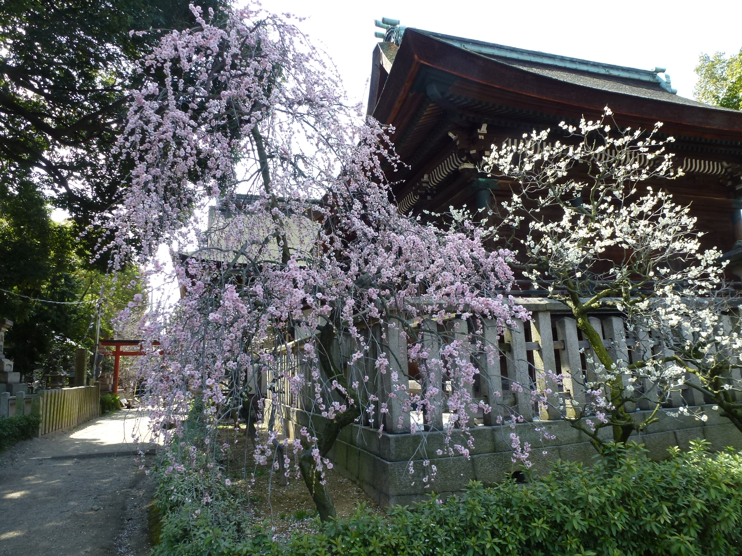 P1030850.JPG