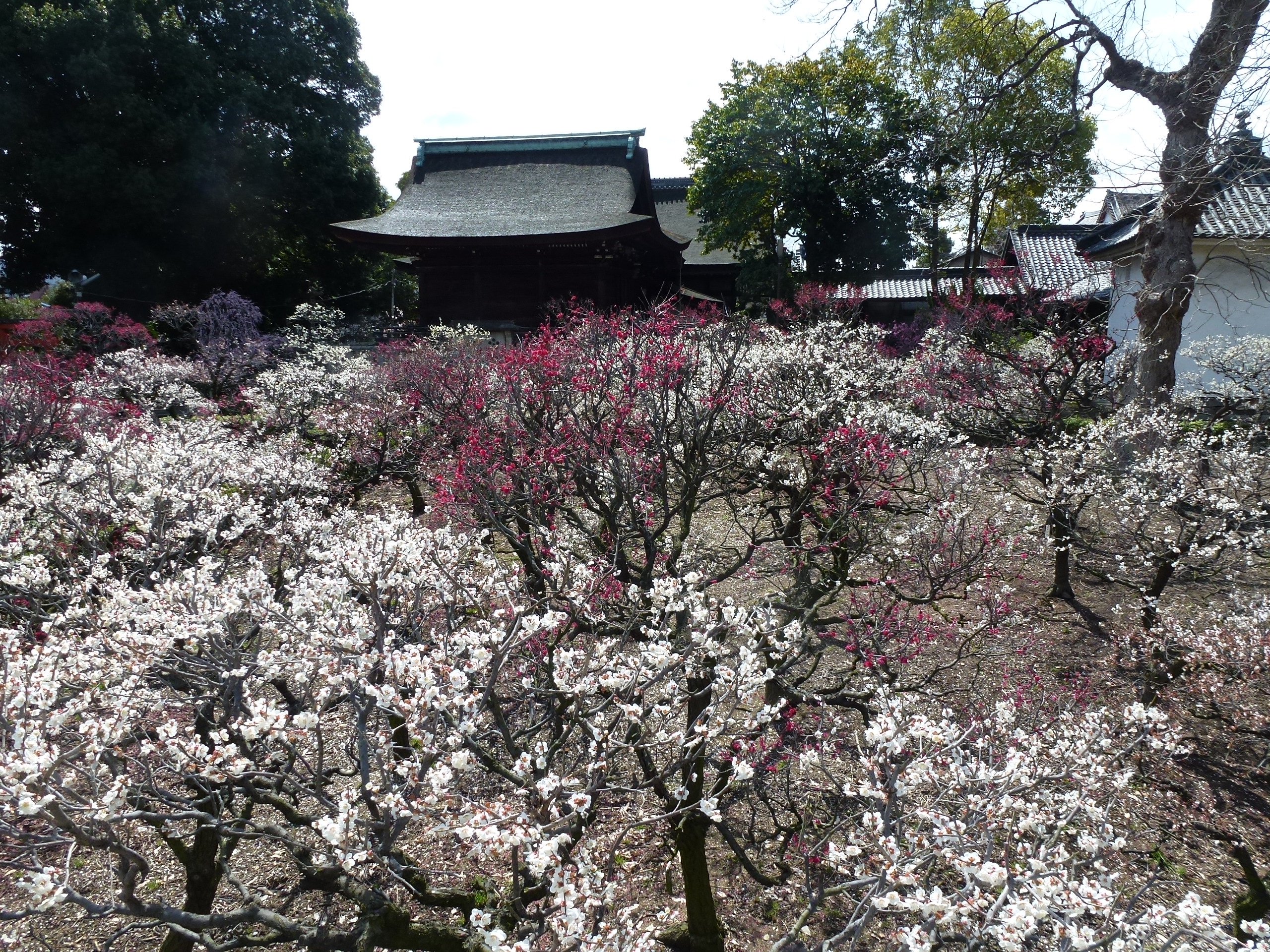 P1030853.JPG