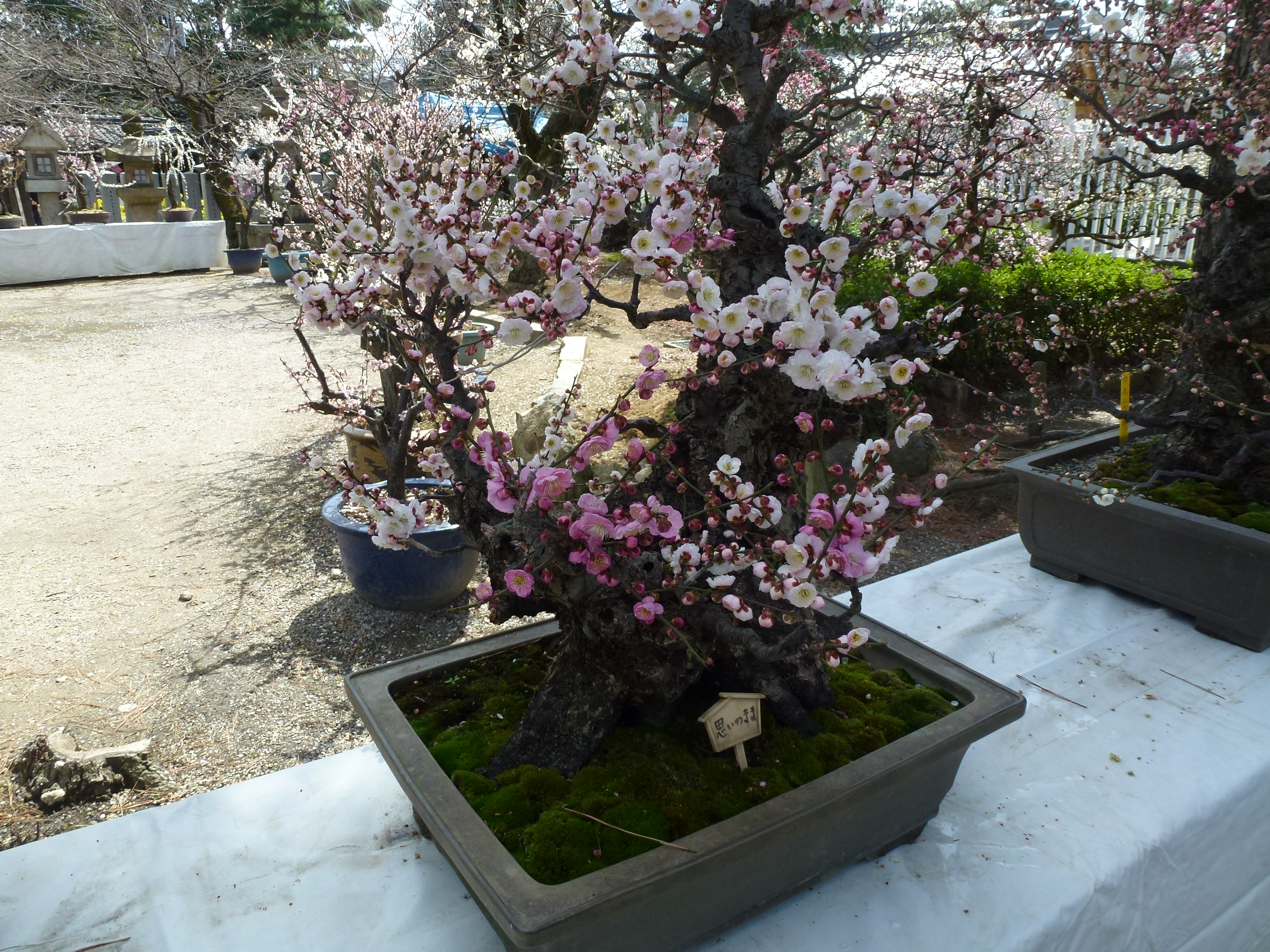 P1030859.JPG
