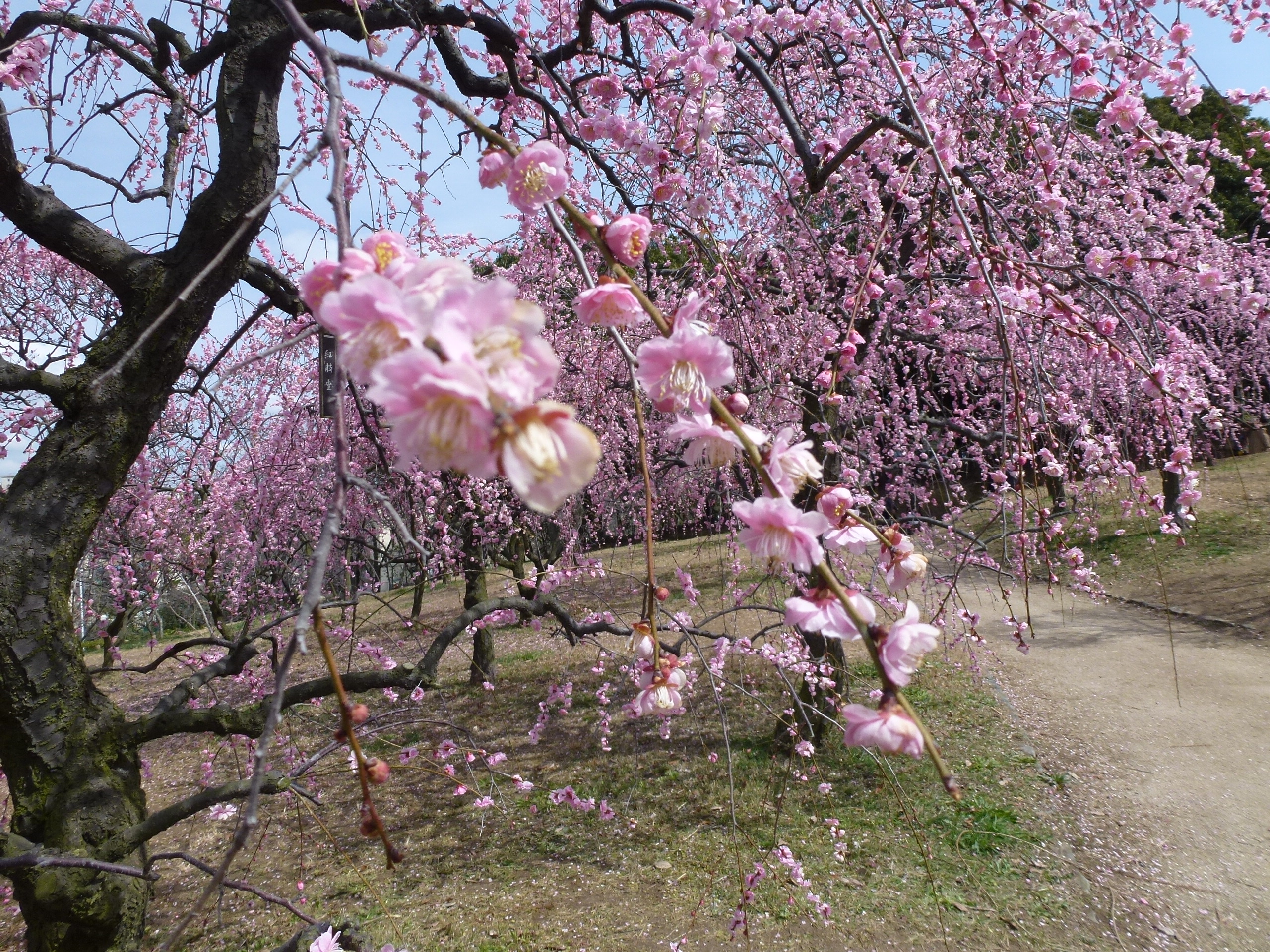 P1030876.JPG