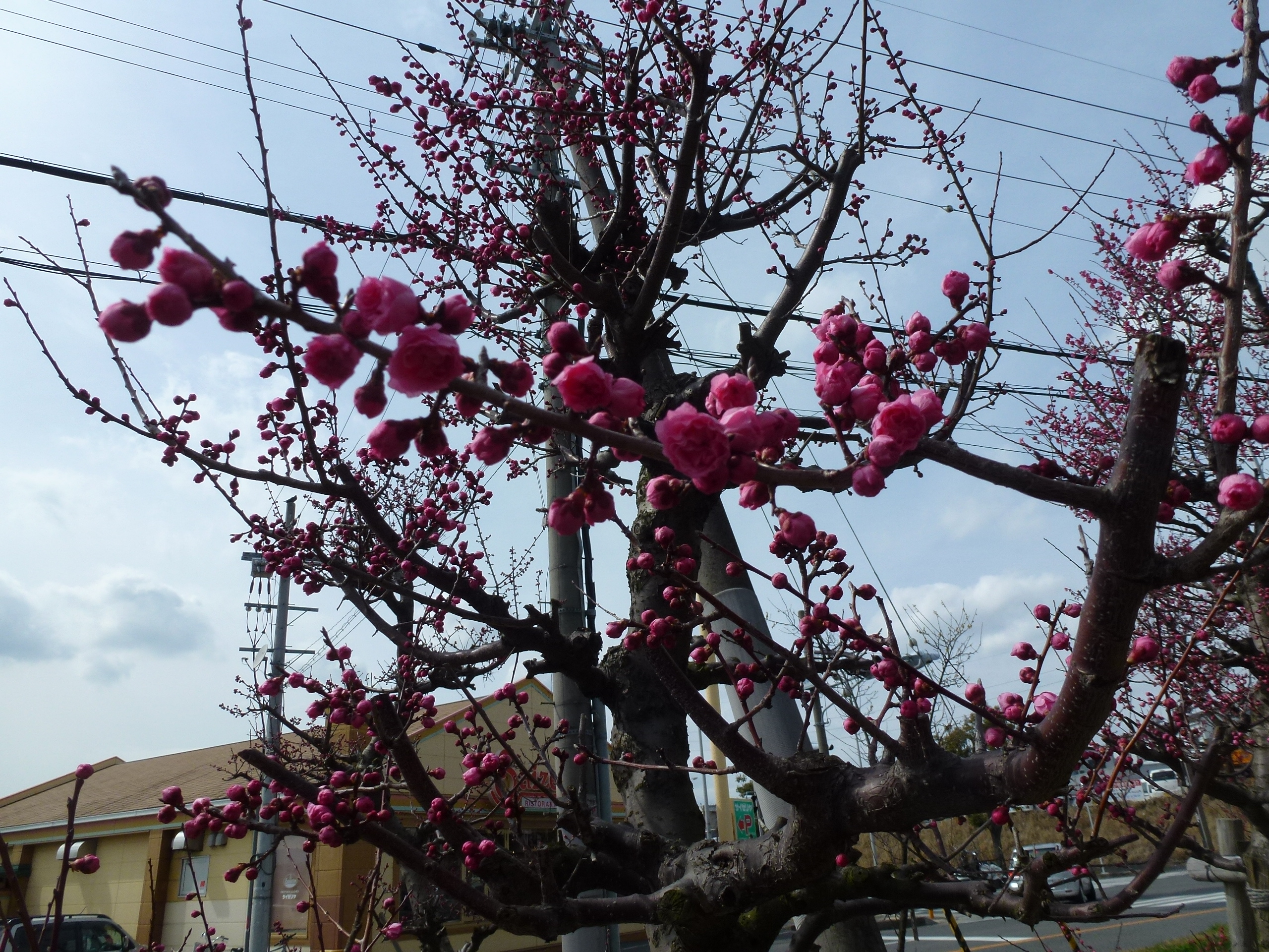 P1030897.JPG