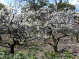 img0027.jpg