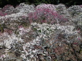 img0029.jpg