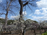 img0034.jpg