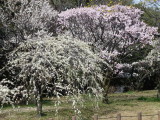 img0051.jpg