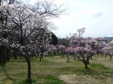 img0063.jpg