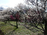 img0066.jpg