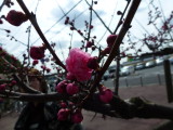 img0073.jpg