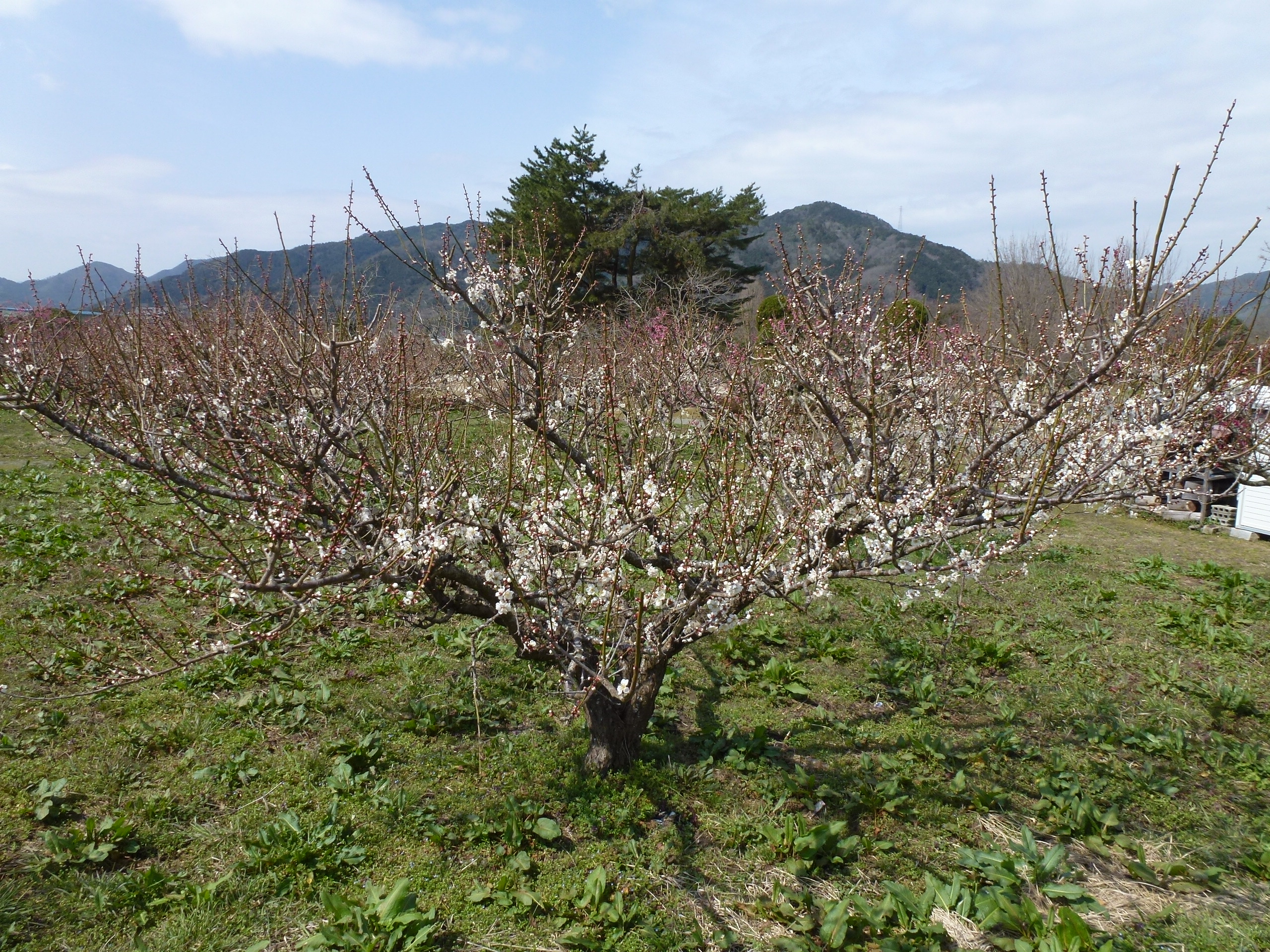 P1030900.JPG