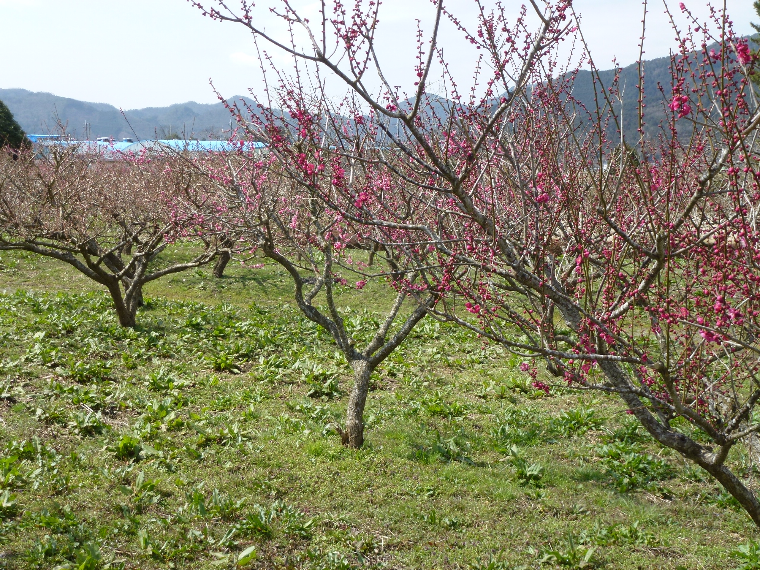 P1030901.JPG
