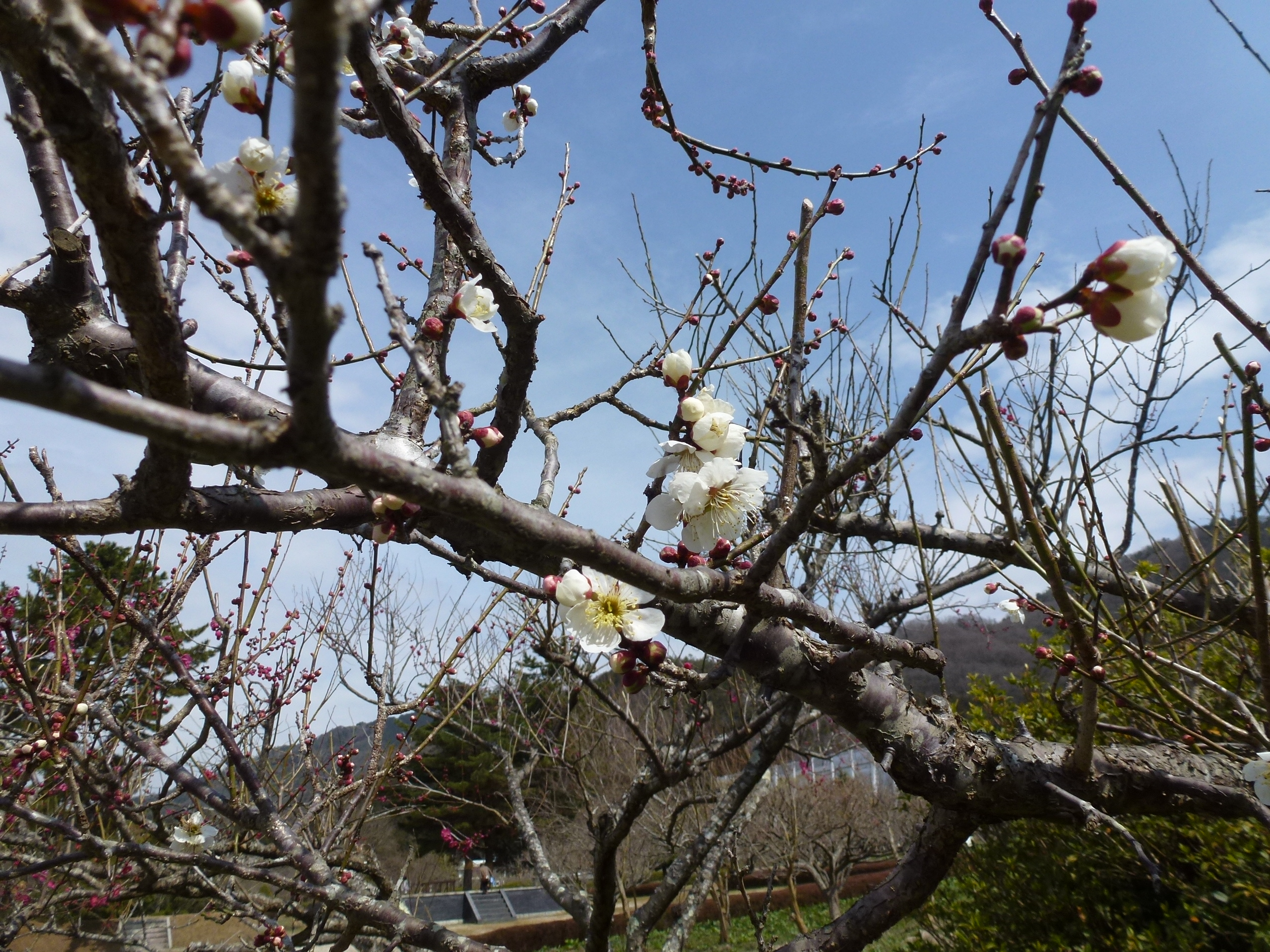 P1030914.JPG