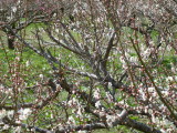 img0005.jpg