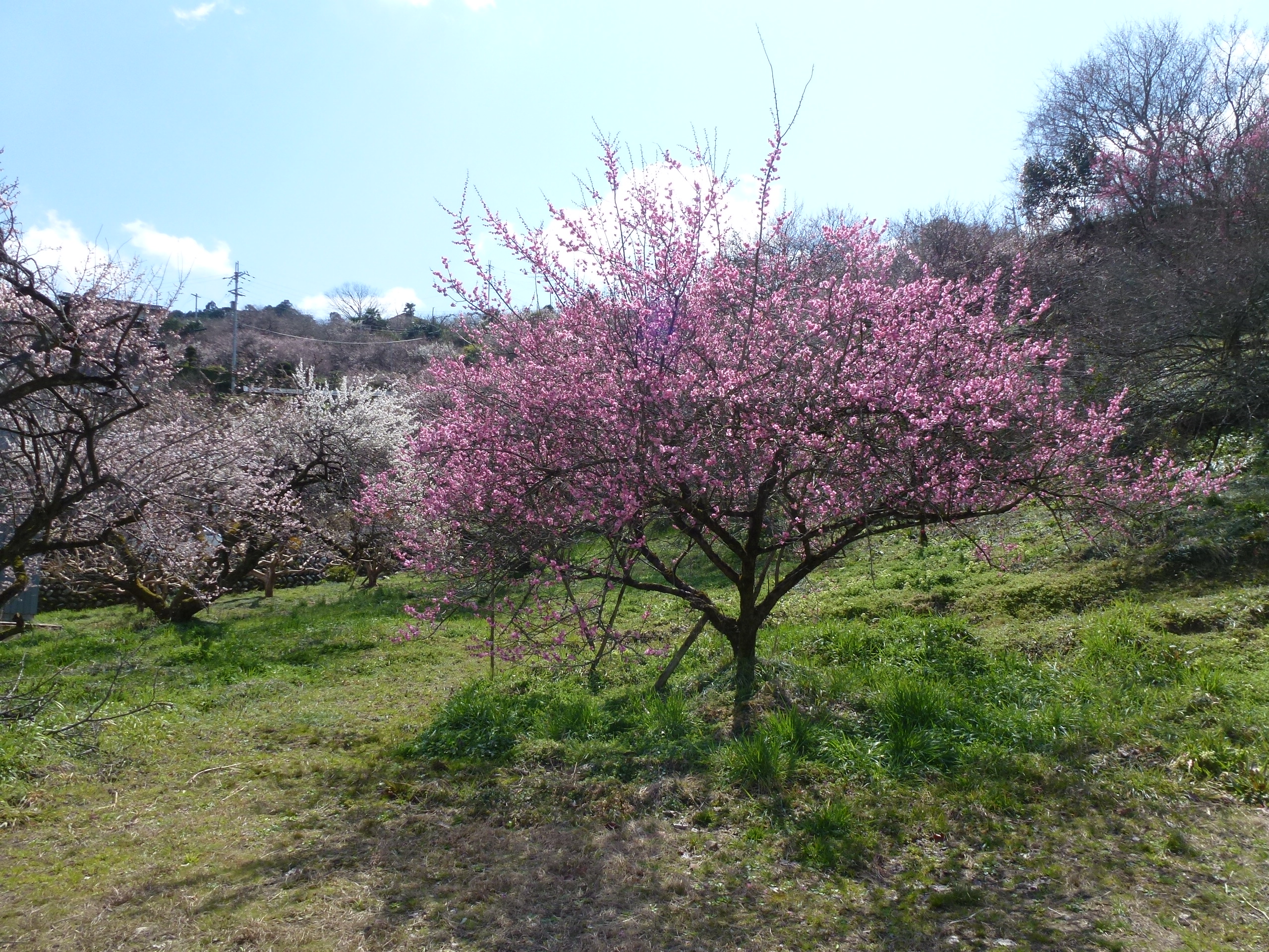 P1030993.JPG