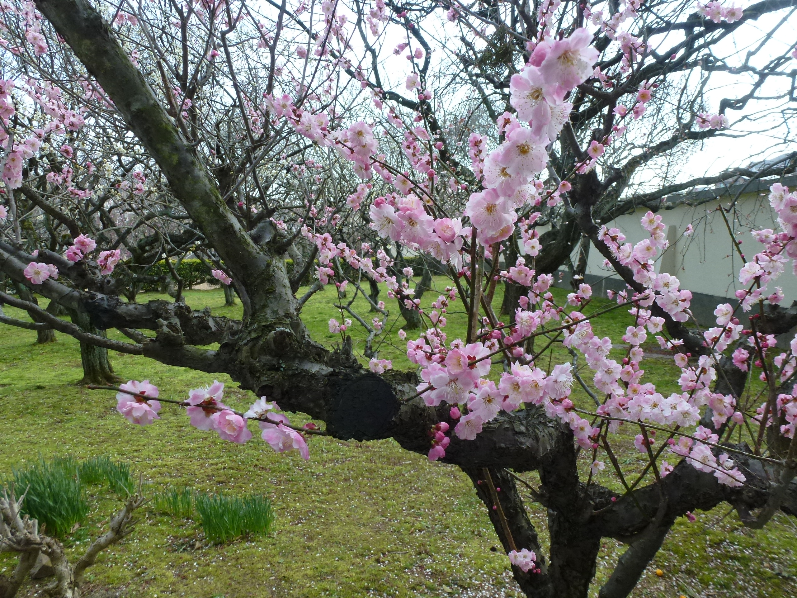 P1040033.JPG