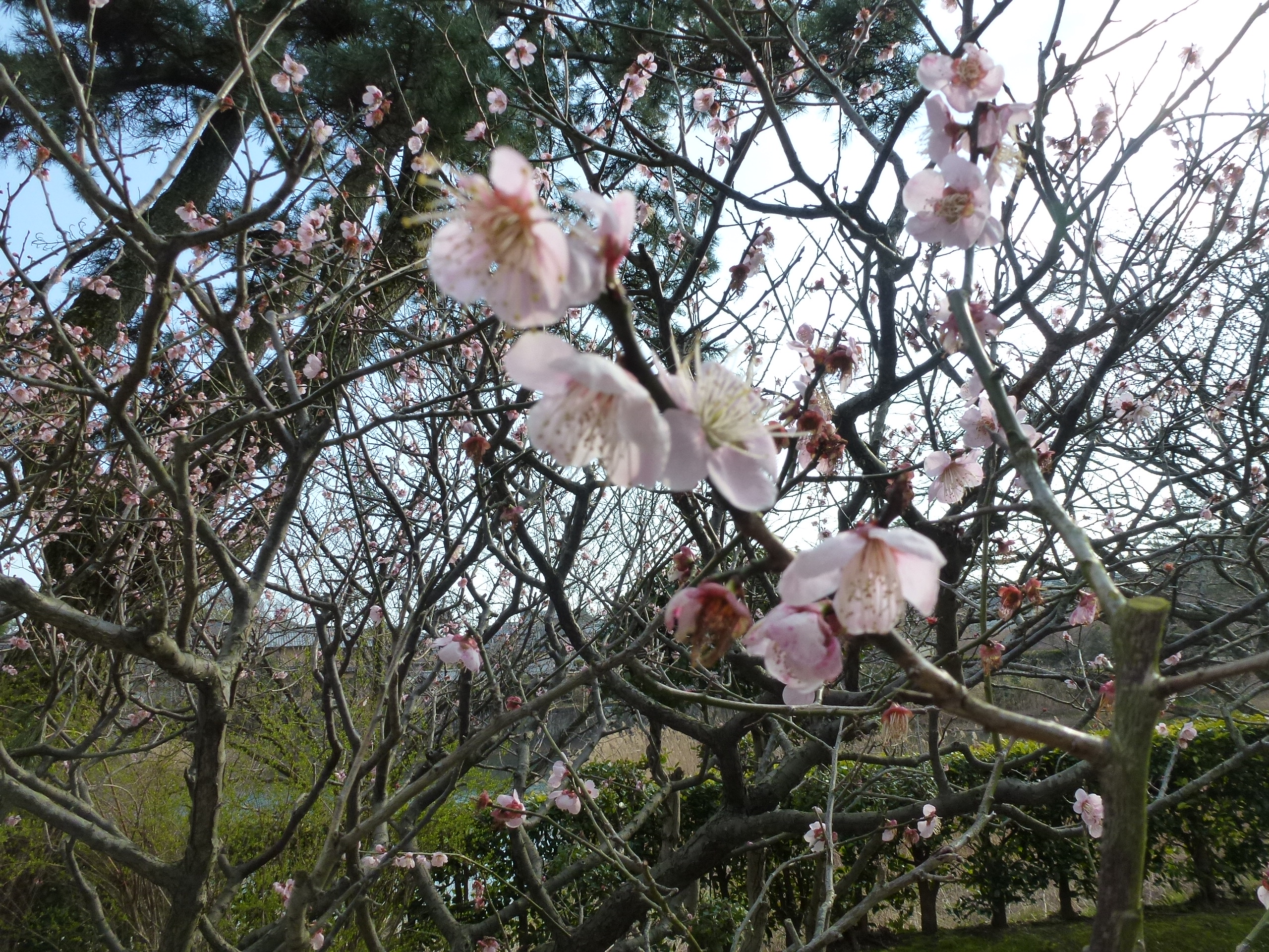 P1040036.JPG