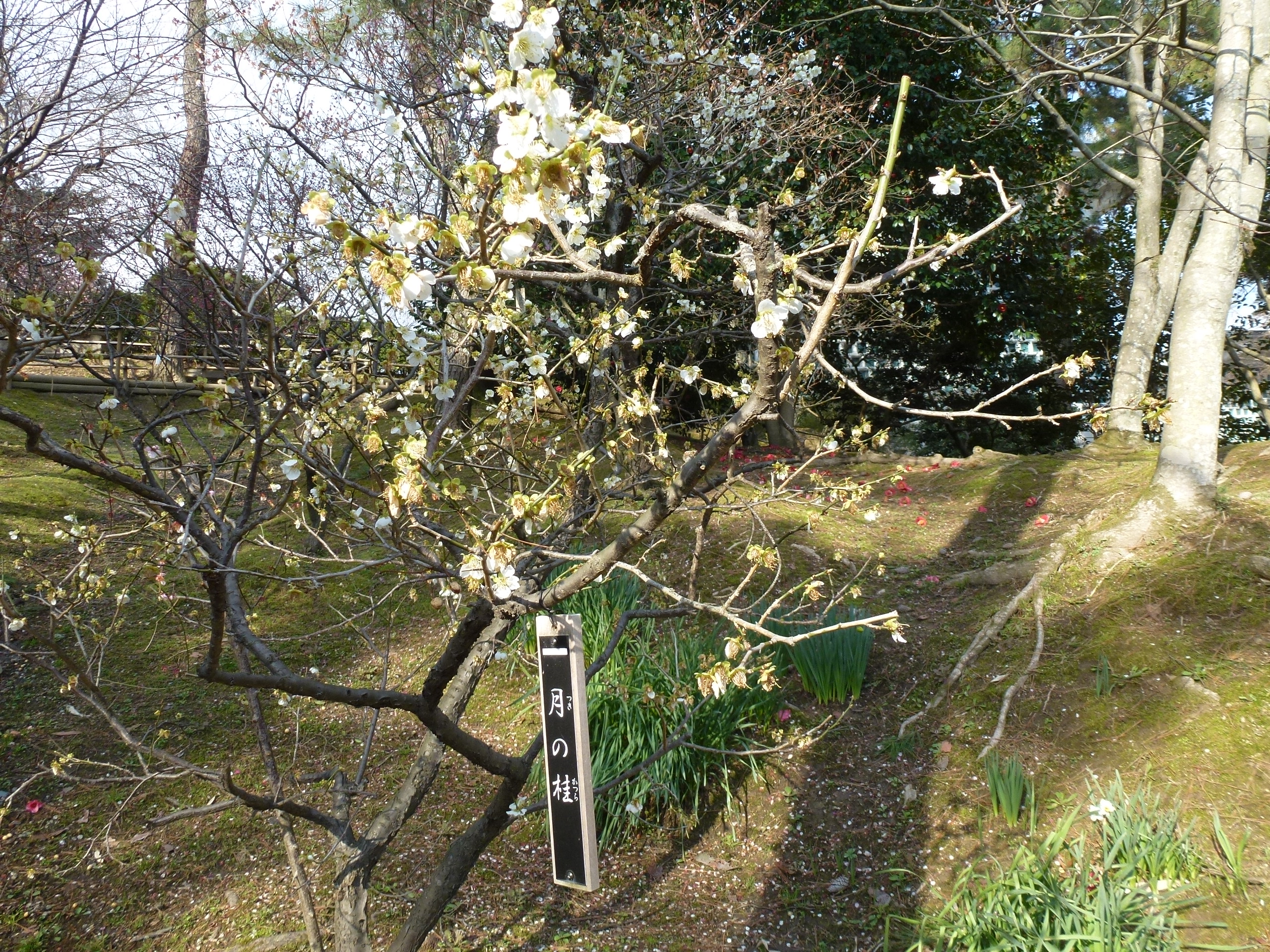 P1040039.JPG