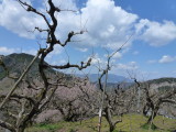 img0006.jpg