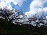 img0008.jpg
