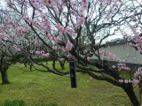 img0041.jpg