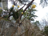 img0053.jpg