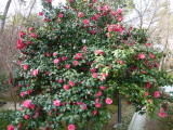 img0061.jpg