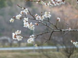 img0010.jpg