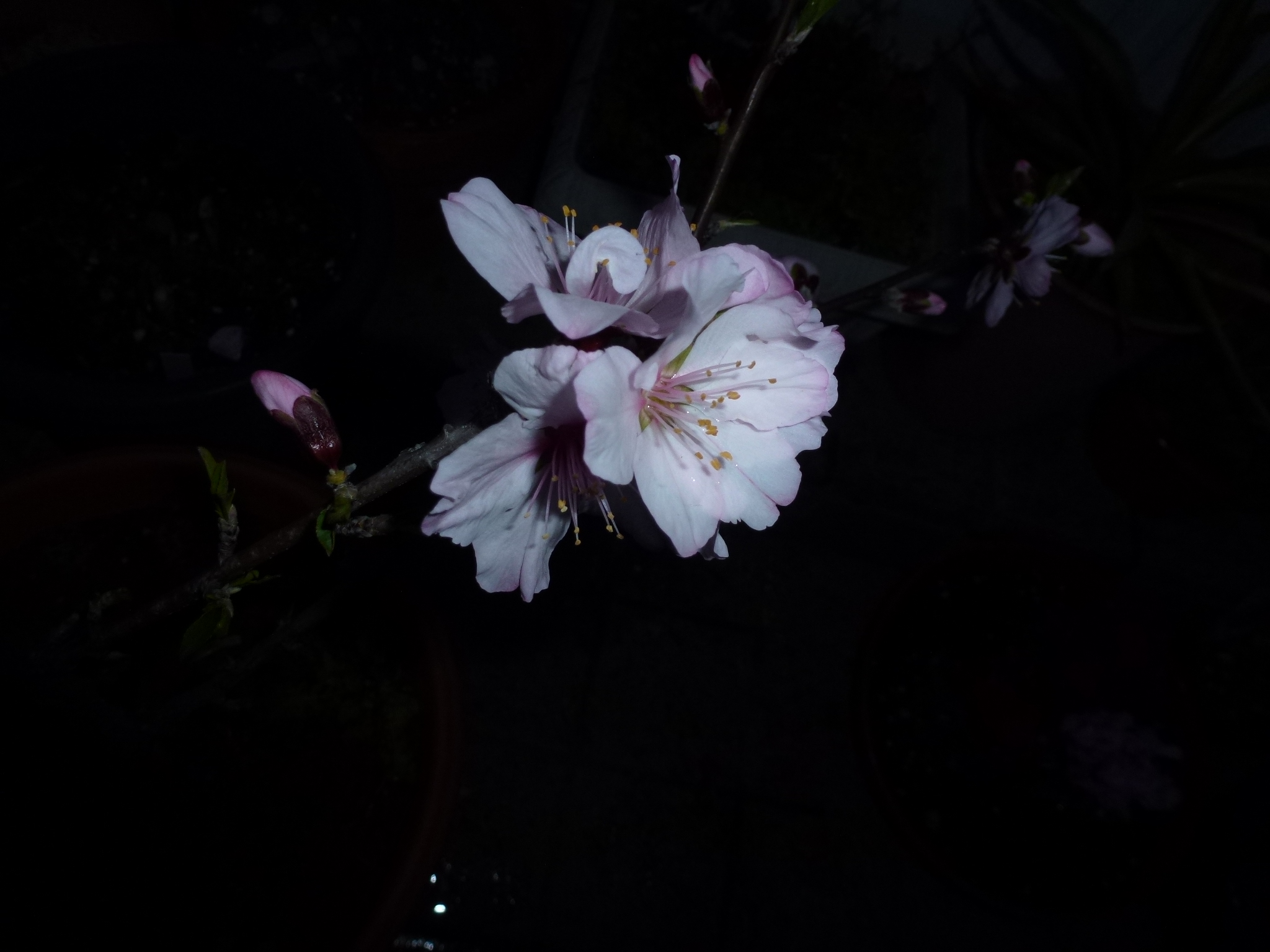 P1040156.JPG