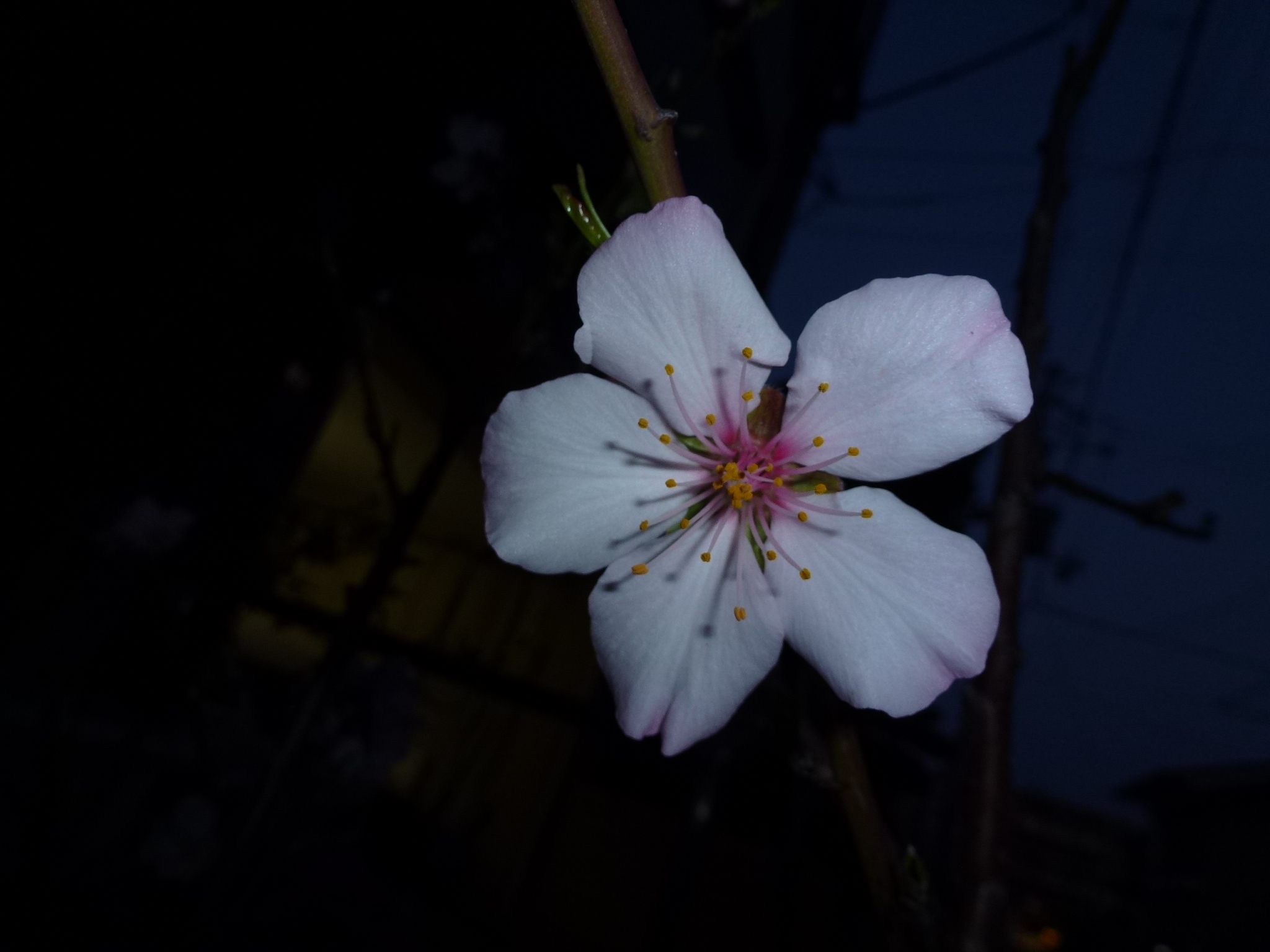 P1040157.JPG