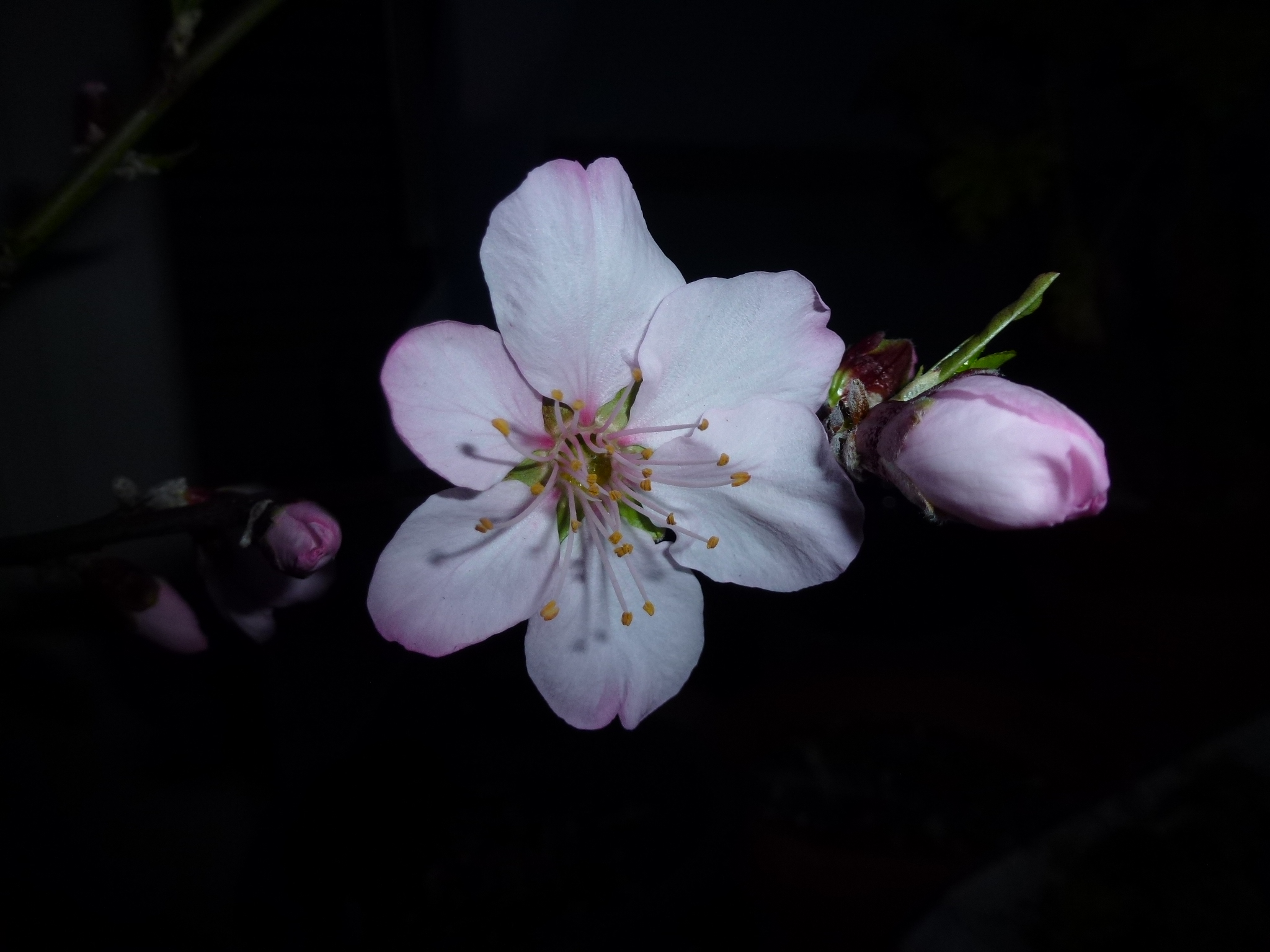 P1040158.JPG