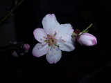 img0010.jpg