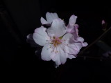 img0011.jpg
