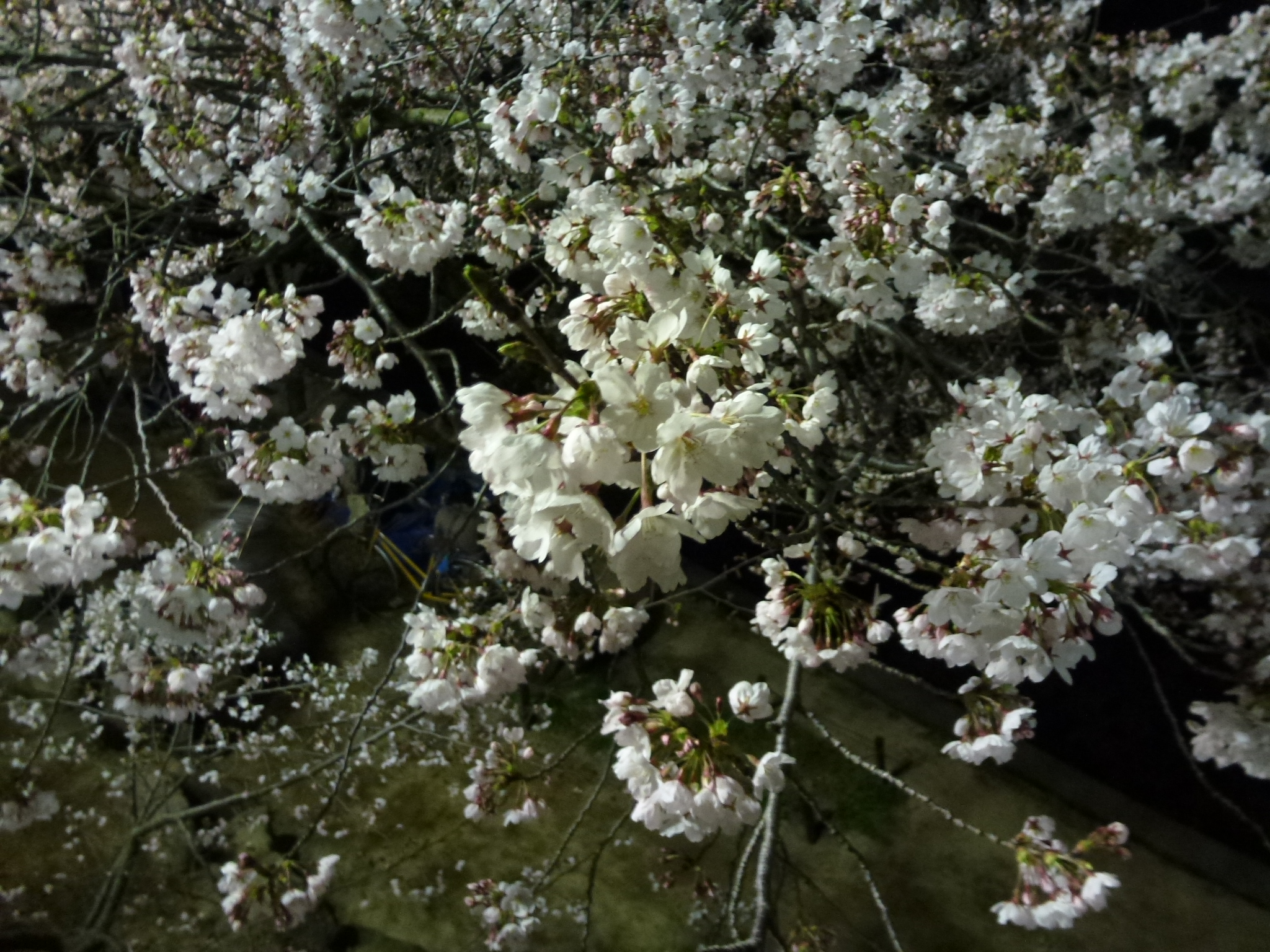 P1040173.JPG
