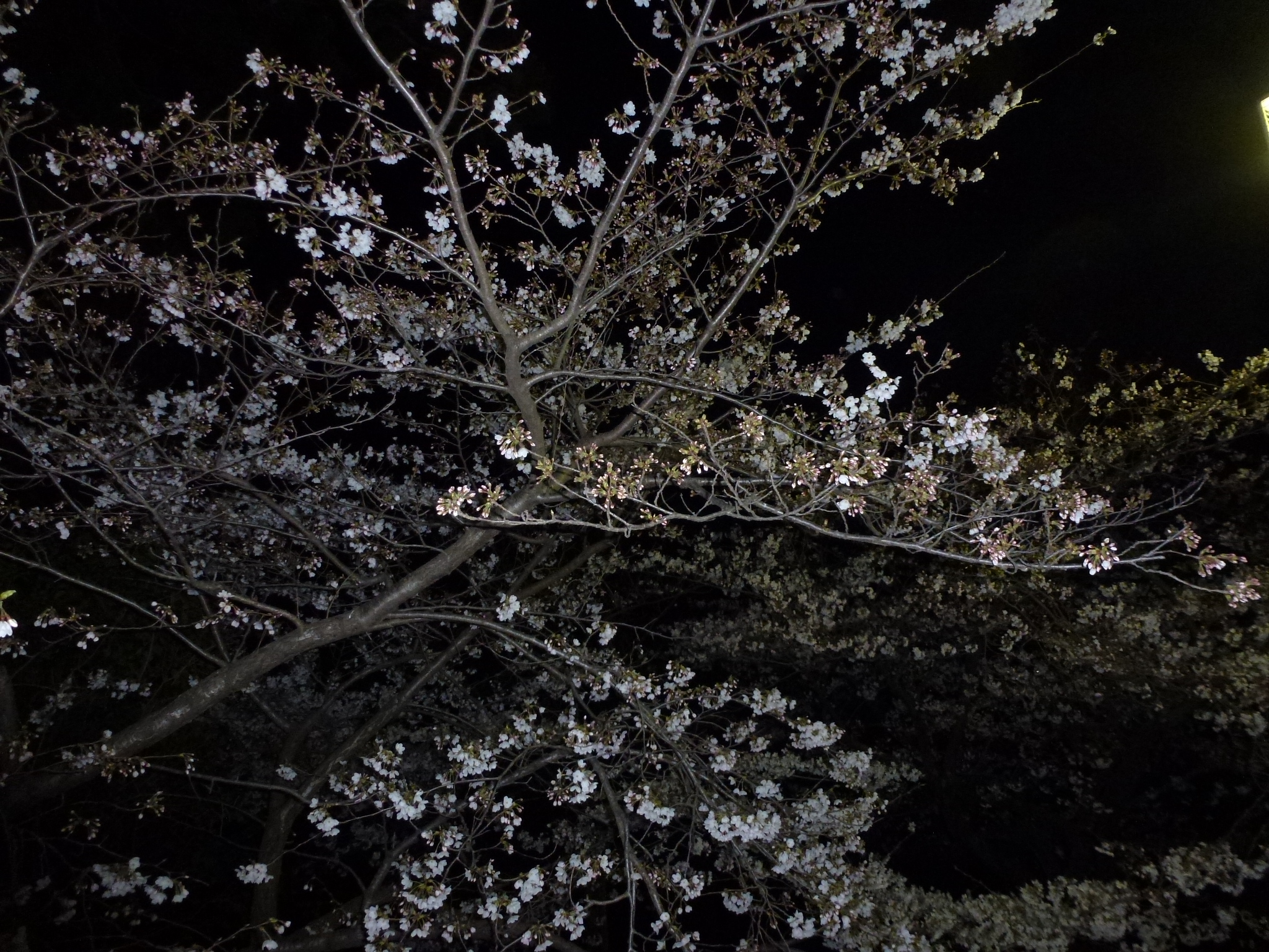 P1040174.JPG
