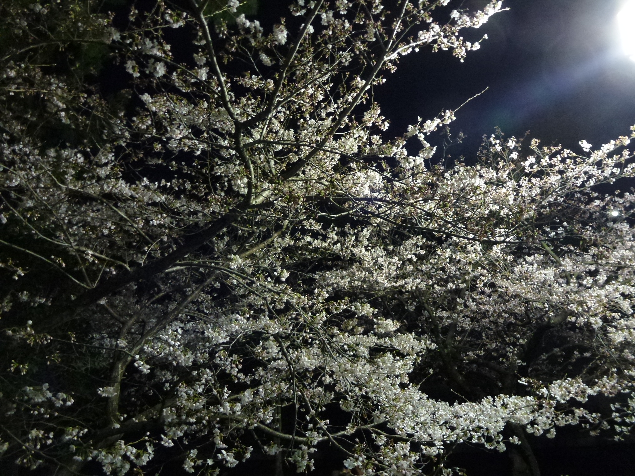 P1040175.JPG