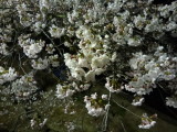 img0012.jpg