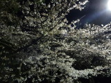 img0014.jpg