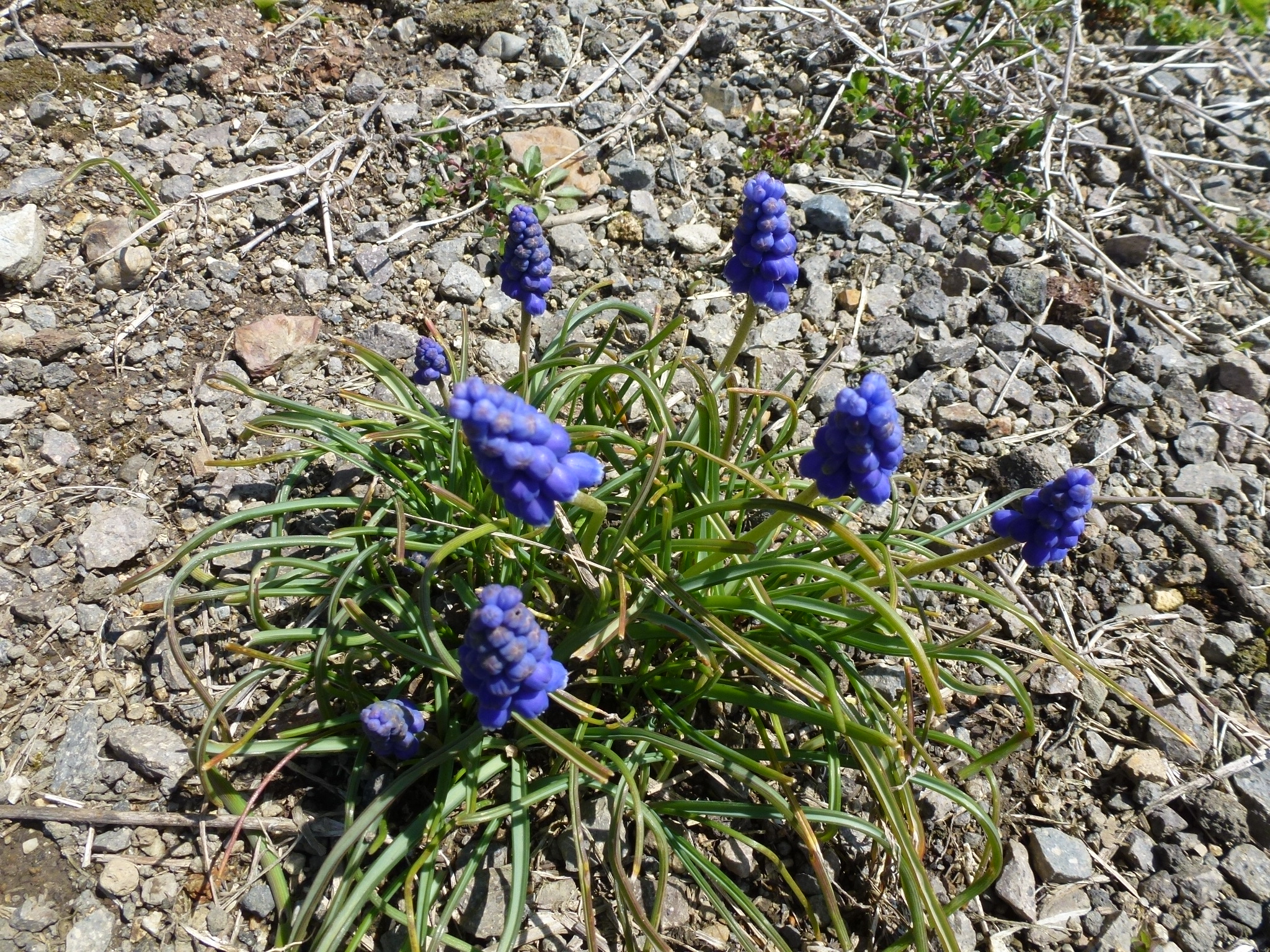 P1040183.JPG