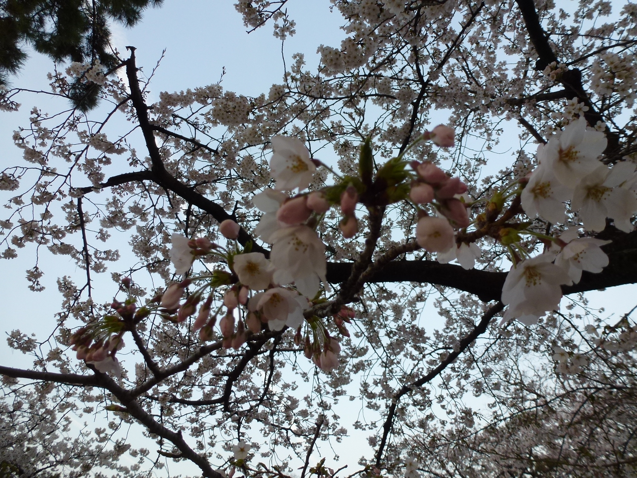 P1040203.JPG