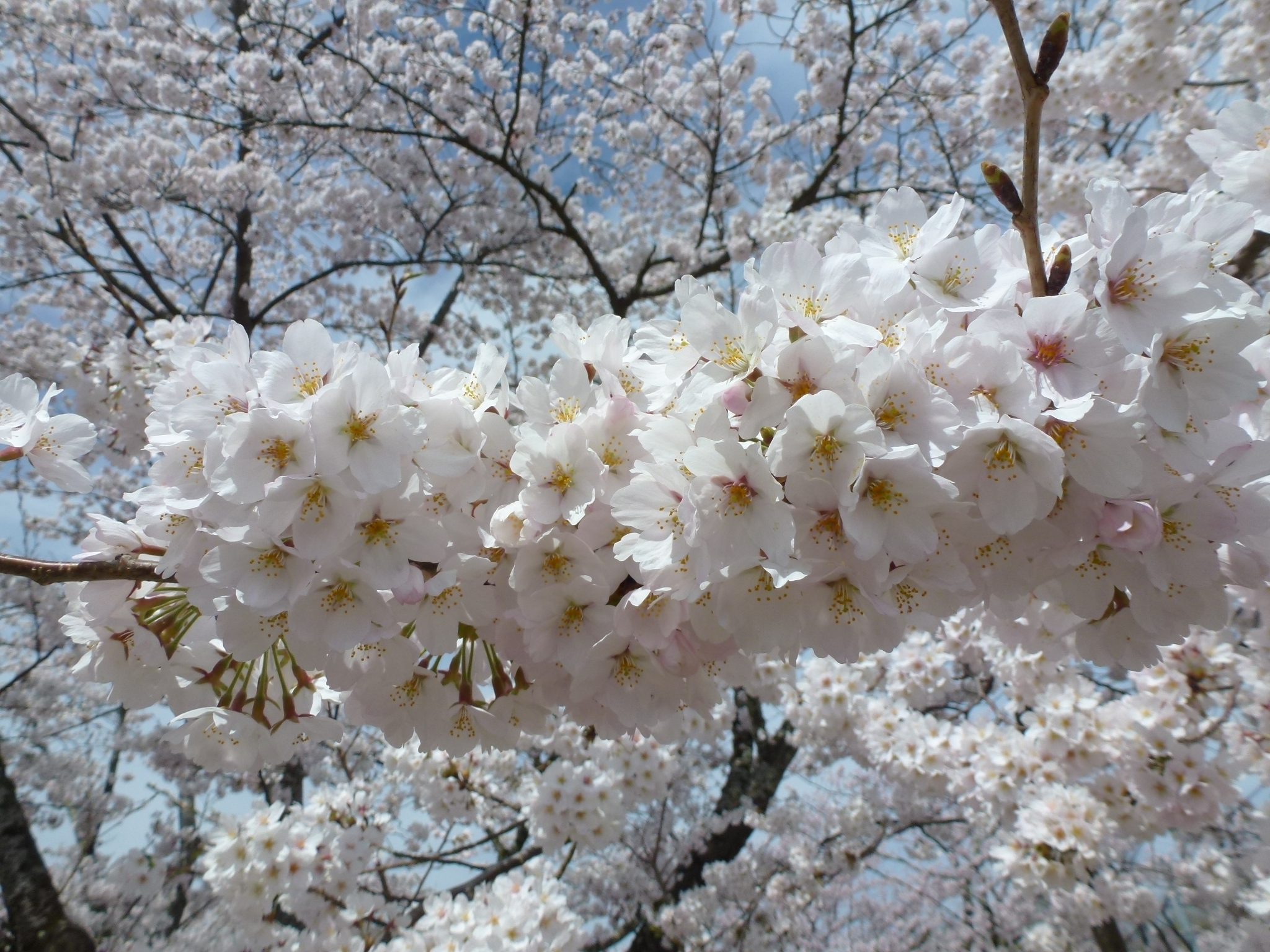 P1040245.JPG