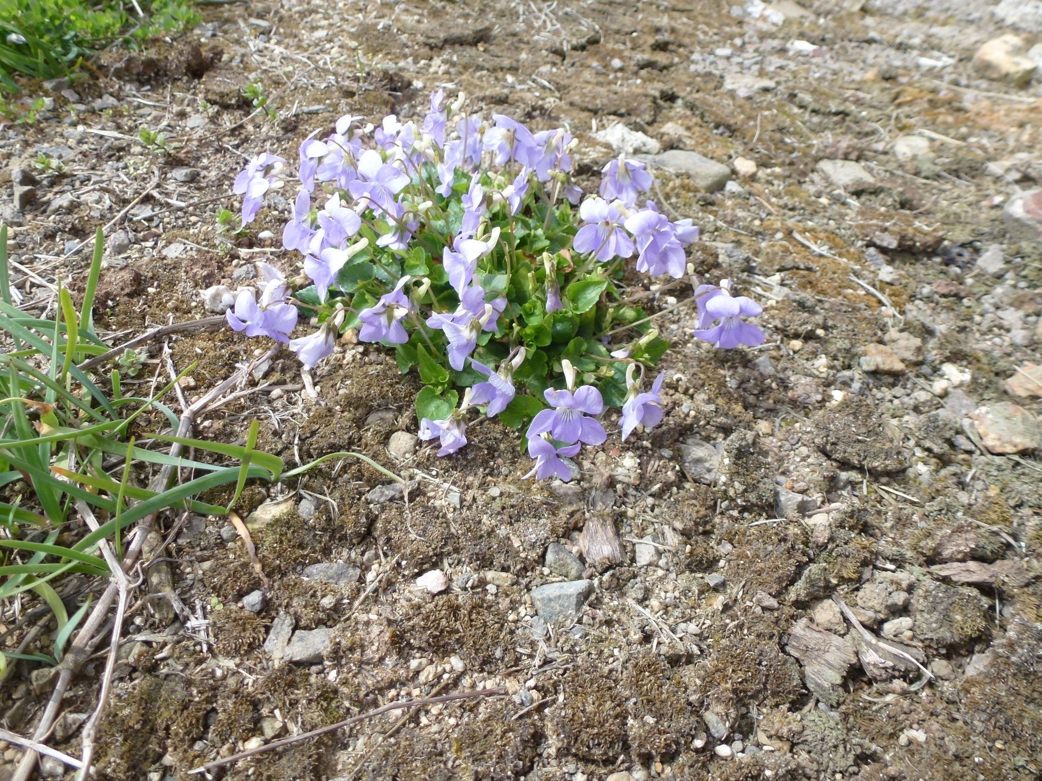 P1040286.JPG