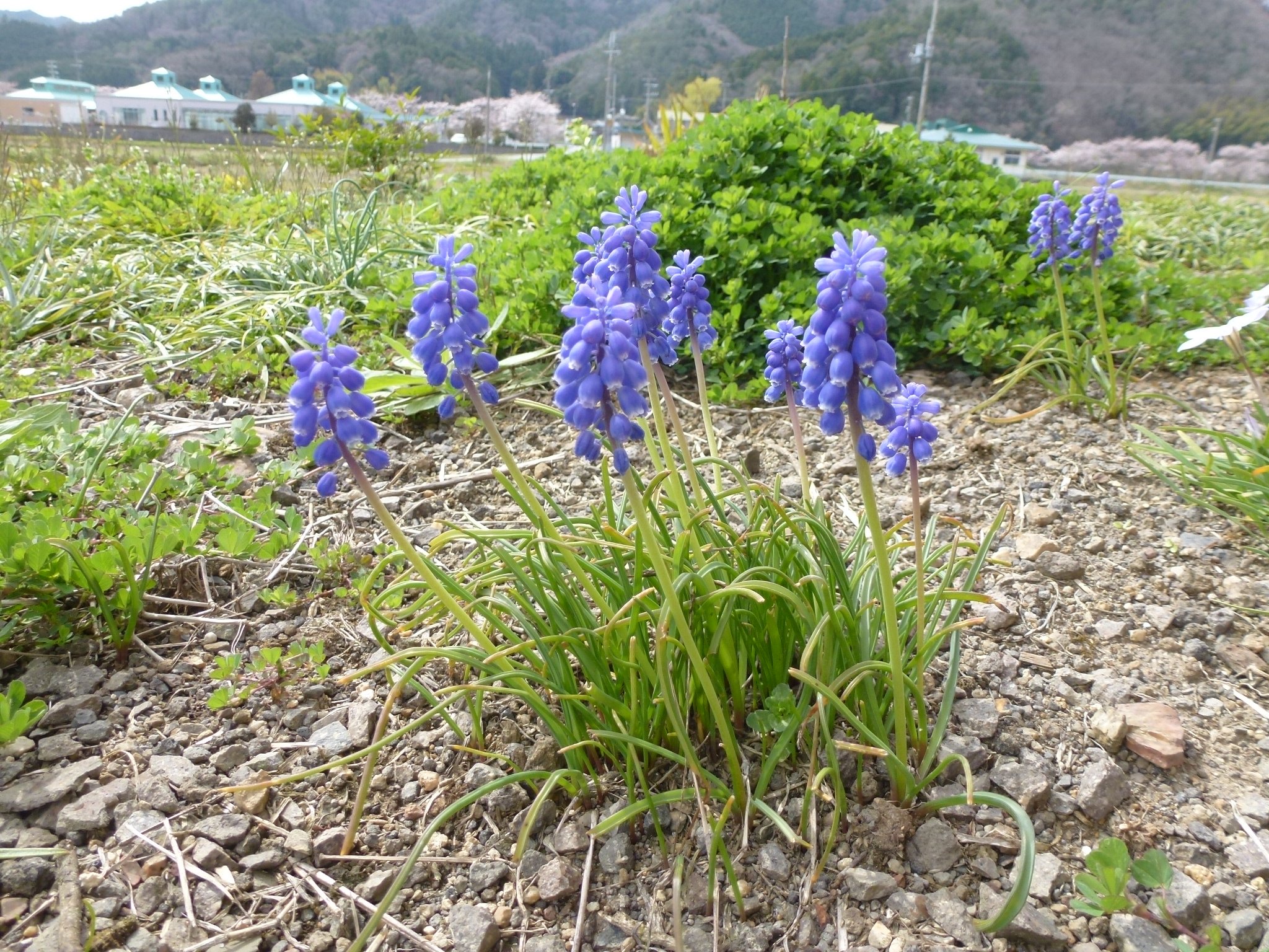 P1040287.JPG