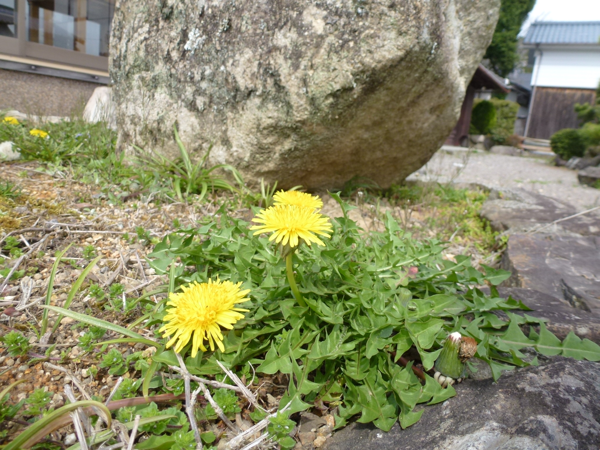 P1040288.JPG