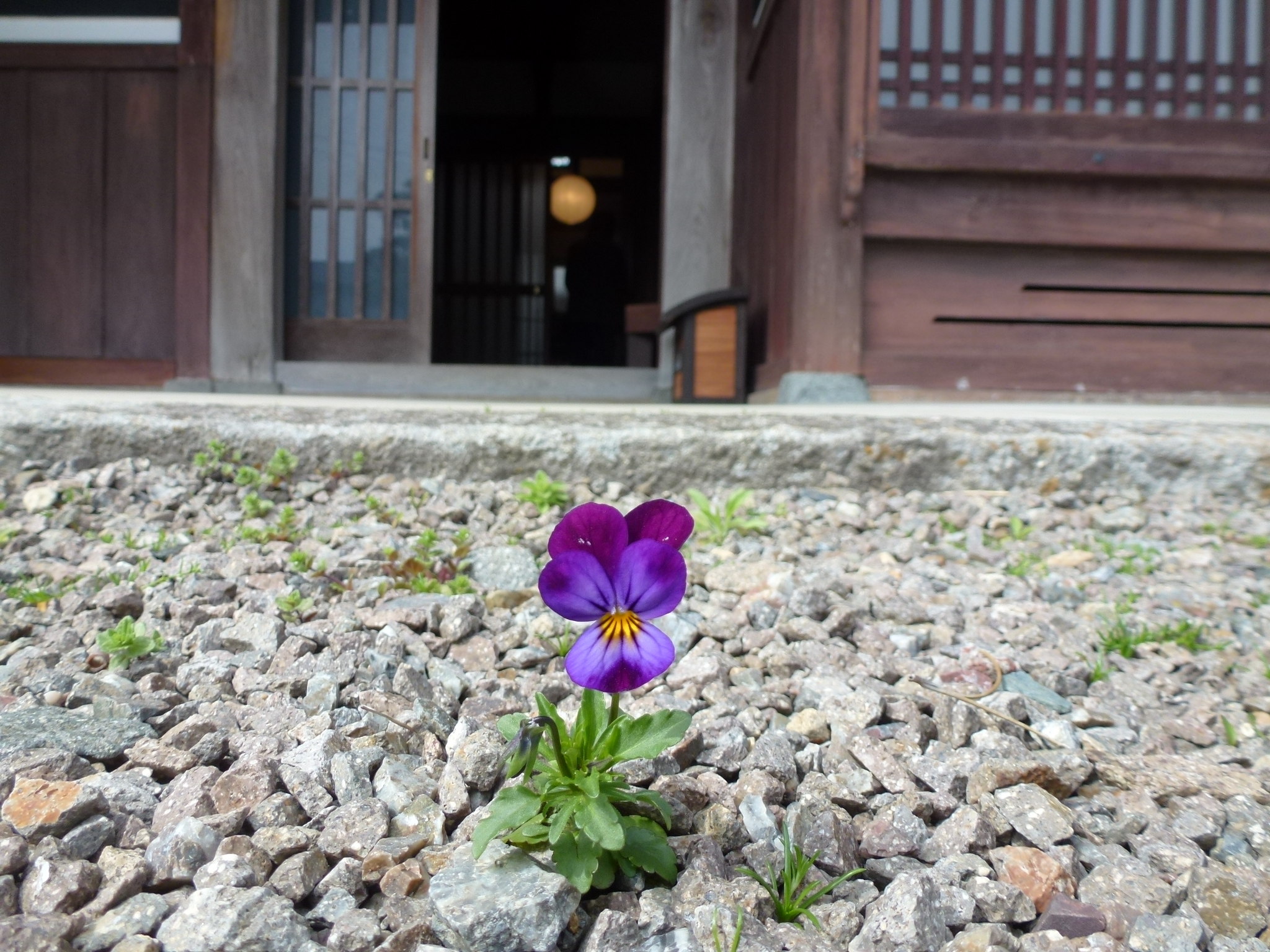 P1040291.JPG