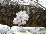 img0018.jpg