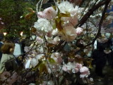 img0012.jpg