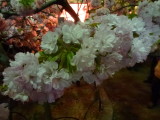 img0013.jpg