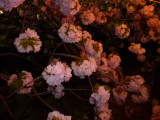 img0016.jpg