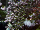 img0017.jpg