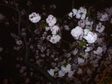 img0021.jpg